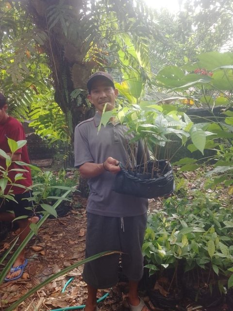 Pengadaan Bibit Kakao (Dana Desa)