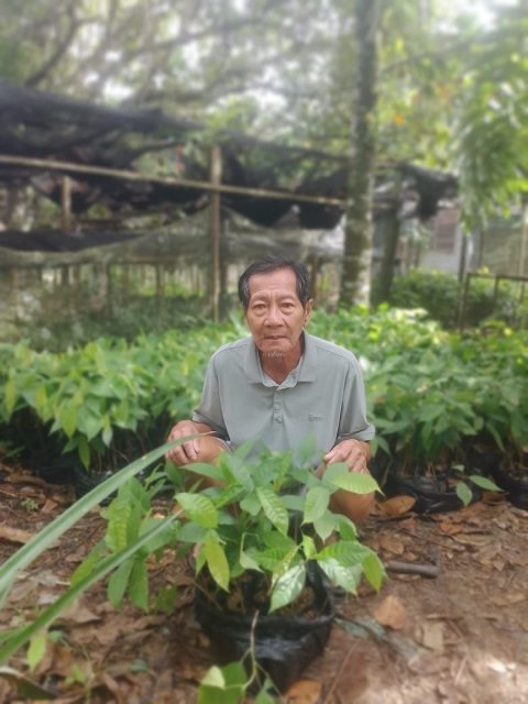 Pengadaan Bibit Kakao (Dana Desa)