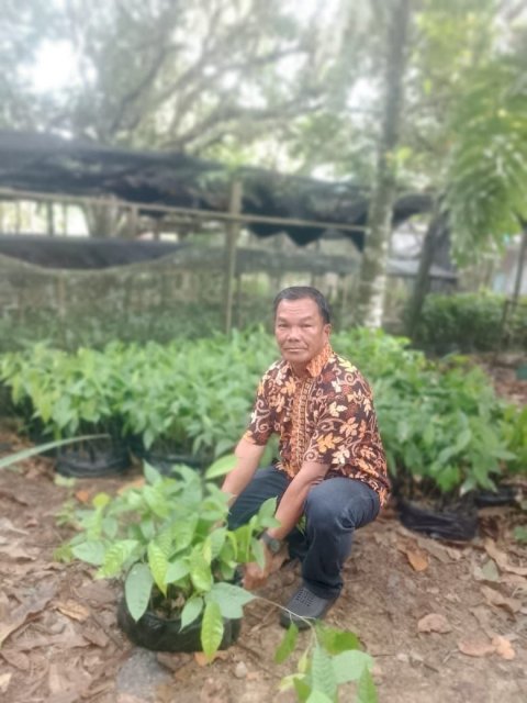 Pengadaan Bibit Kakao (Dana Desa)