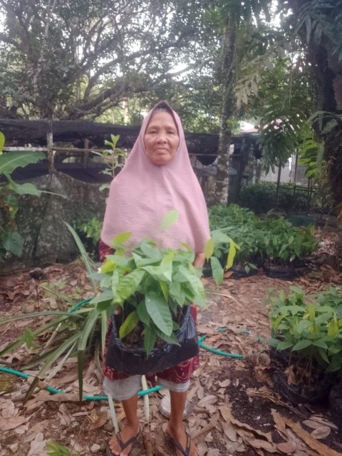 Pengadaan Bibit Kakao (Dana Desa)