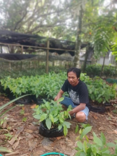 Pengadaan Bibit Kakao (Dana Desa)