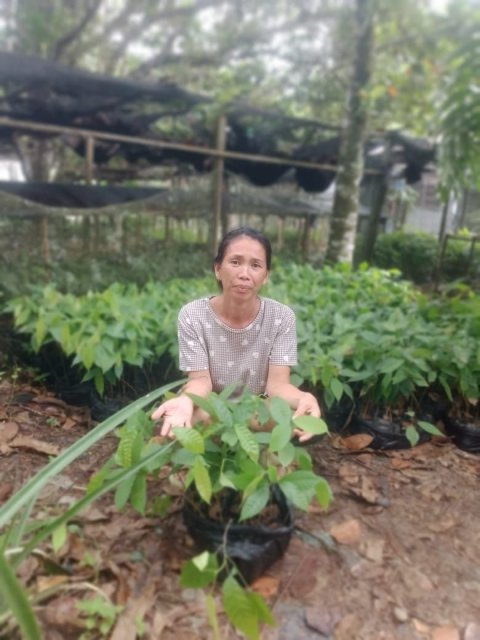 Pengadaan Bibit Kakao (Dana Desa)