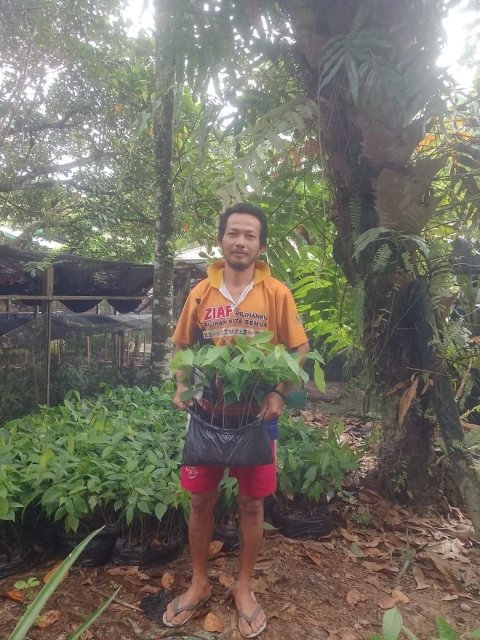 Pengadaan Bibit Kakao (Dana Desa)