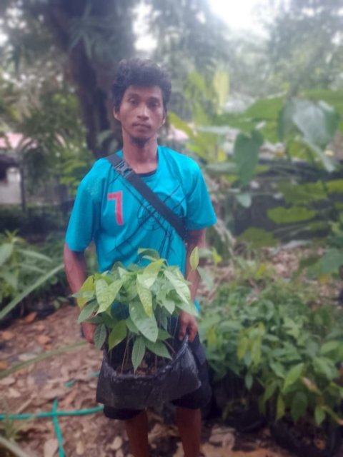 Pengadaan Bibit Kakao (Dana Desa)