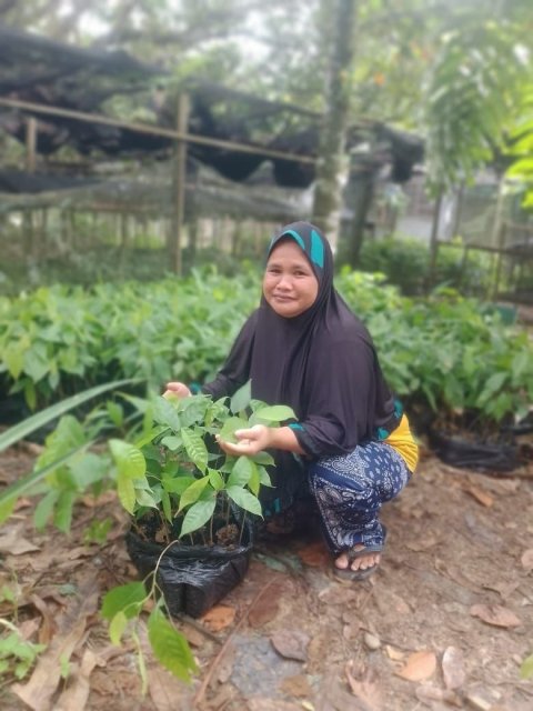 Pengadaan Bibit Kakao (Dana Desa)