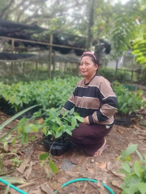Pengadaan Bibit Kakao (Dana Desa)