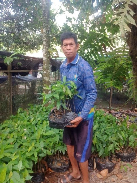 Pengadaan Bibit Kakao (Dana Desa)