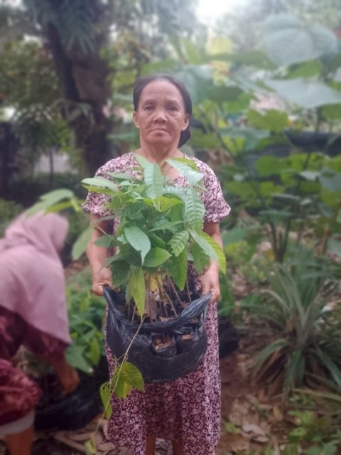 Pengadaan Bibit Kakao (Dana Desa)