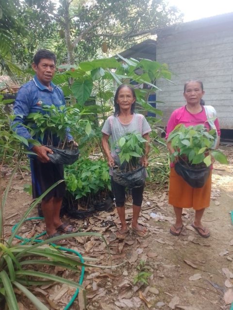 Pengadaan Bibit Kakao (Dana Desa)